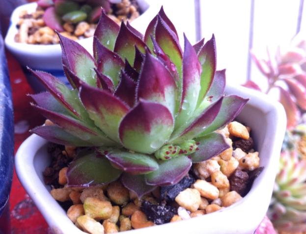 光照不够怎么养肉肉,光照不足能养兰花吗怎么养