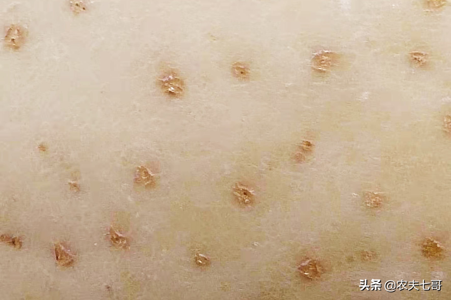 苹果表面质量提升（一）：苹果星点放大的原因及防治措施