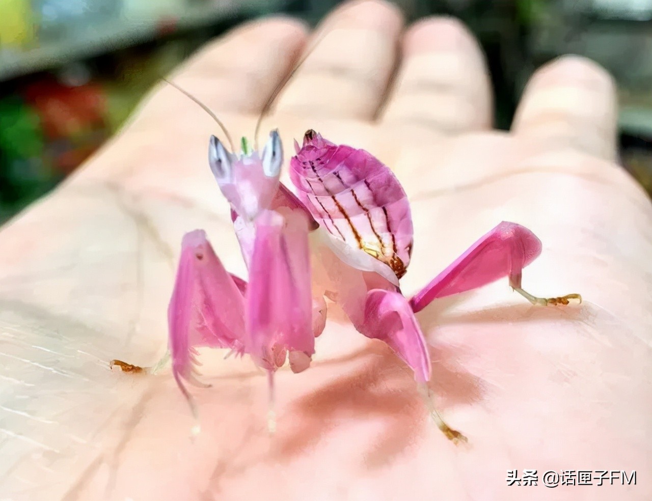 4米长,手臂粗!海关截获眼镜王蛇,现场还在不断喷射毒液