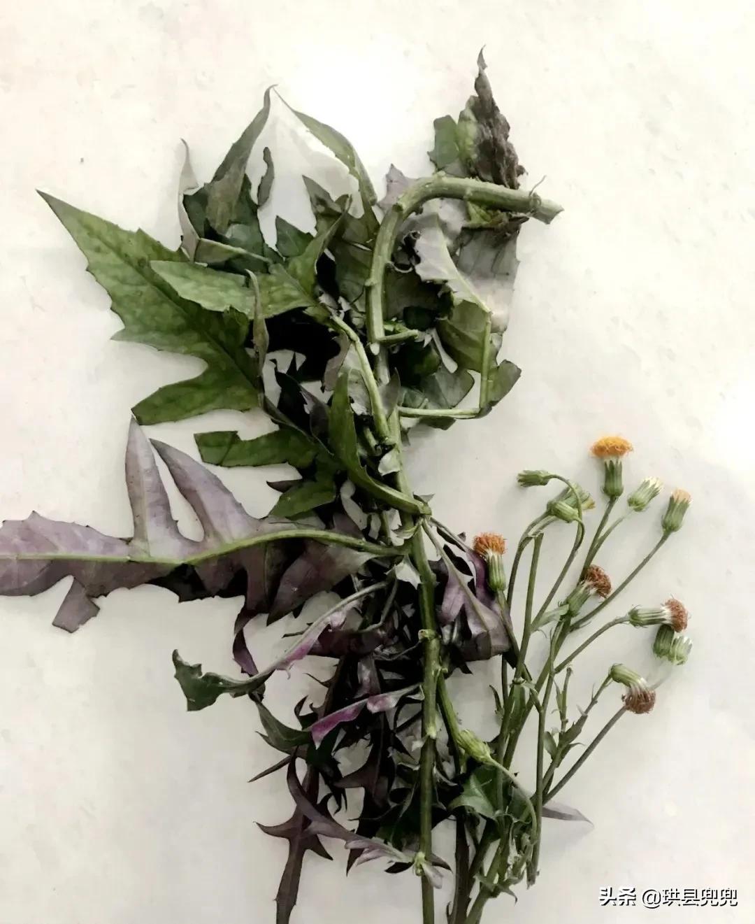 宜宾吃血皮菜中毒,儿童吃血皮菜炒猪肝