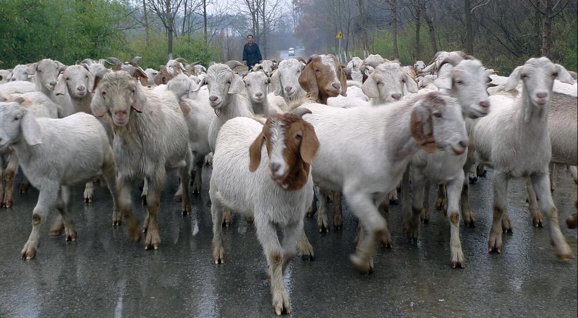 全自动杀羊,杀羊正常吗