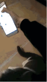 铲屎官学猫叫猫咪会有什么反应,猫咪被铲屎官捉弄