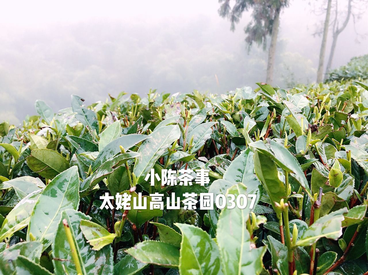 白茶最详细的解释是什么,白茶的品质与科学冲泡