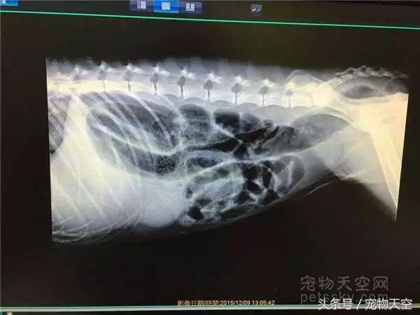 狗狗呕吐一般是什么原因导致的呢,引起狗狗呕吐的原因