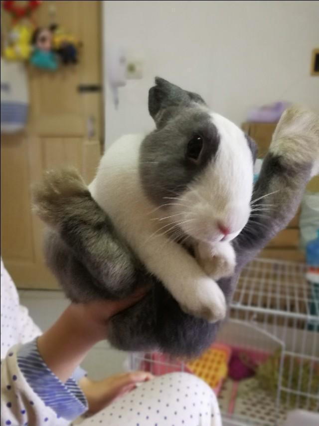 养兔子是怎样的体验,养兔子是一种什么感受