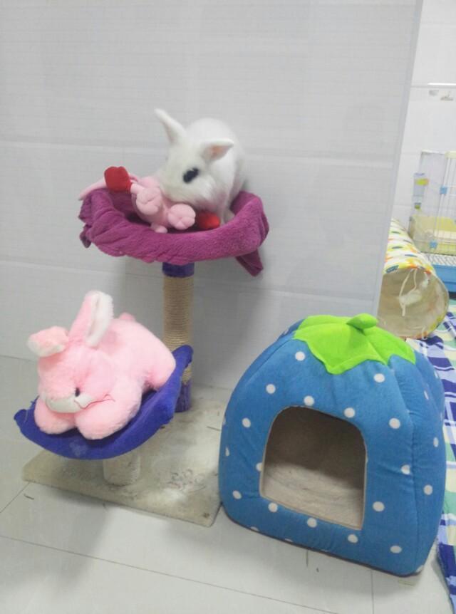 养兔子是怎样的体验,养兔子是一种什么感受