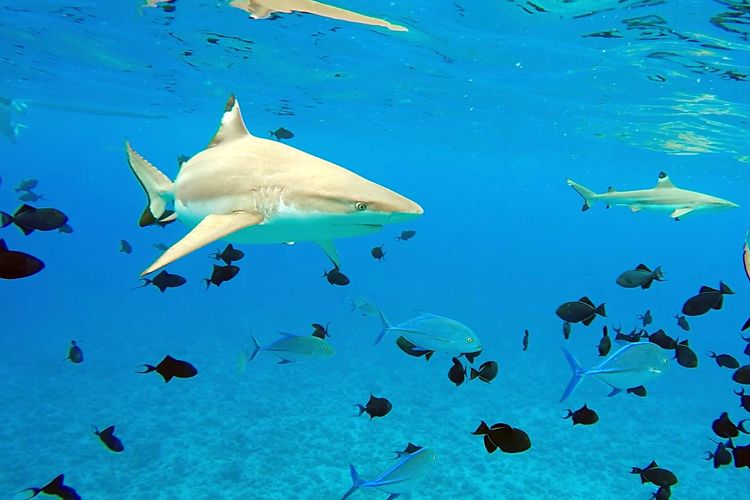 畅游粉红色的梦幻仙境·提克豪岛