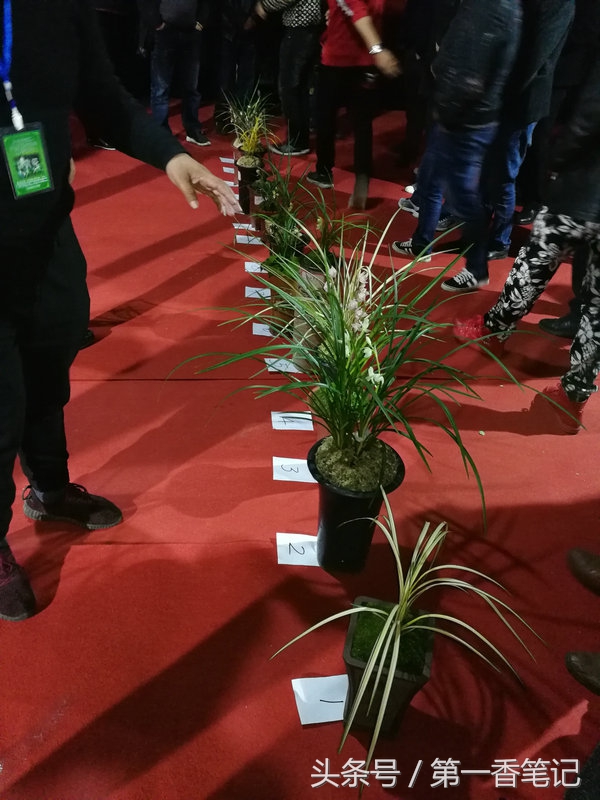 2020年云南兰花展获奖图片,2018年昆明兰花展精品图片