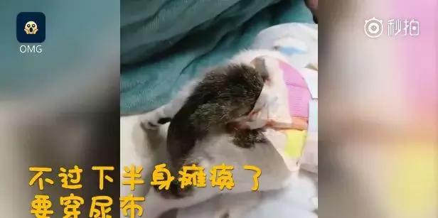 猫咪瘫痪了怎么自救,猫咪如果瘫痪了怎么办