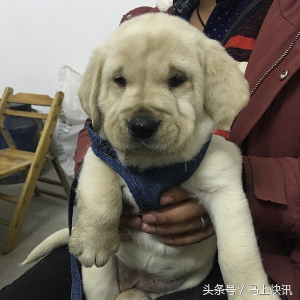 从网上买的金毛幼犬,网上买金毛犬视频
