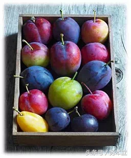 投之以桃,报之以李,投我以桃报之以李配图