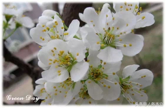 投之以桃,报之以李,投我以桃报之以李配图