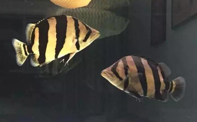 泰虎印尼虎和苏虎鱼哪个好看,泰虎印尼虎苏门答腊虎哪个好