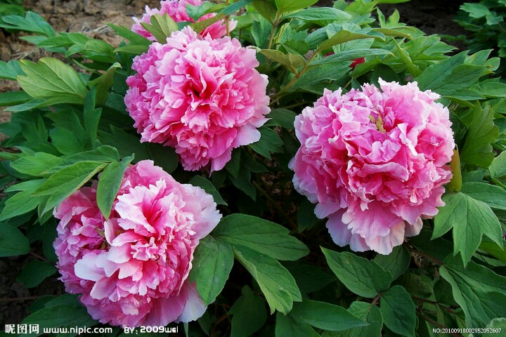 今天29，打开就能幸福久久！幸福相册！请收下给你的祝福哦