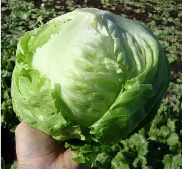 北京鼎丰生菜种子,专注成就专业品质铸就品牌