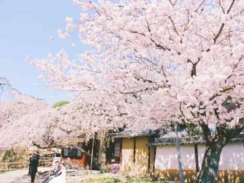 不用去日本不用去武汉就能看樱花,不用去日本就能看到日本风景