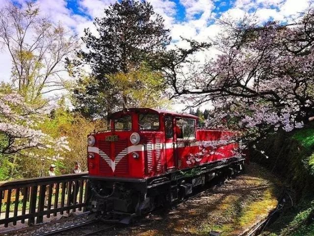 不用去日本不用去武汉就能看樱花,不用去日本就能看到日本风景