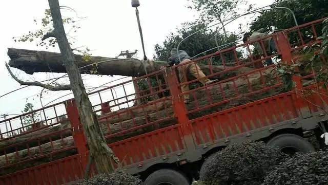 紫檀阴沉木如何鉴定,青冈阴沉木鉴定真假