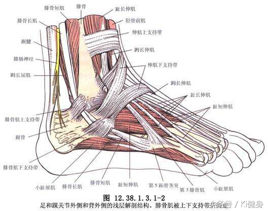 足部运动学解剖，总是莫名其妙疼还抽抽？（下篇）