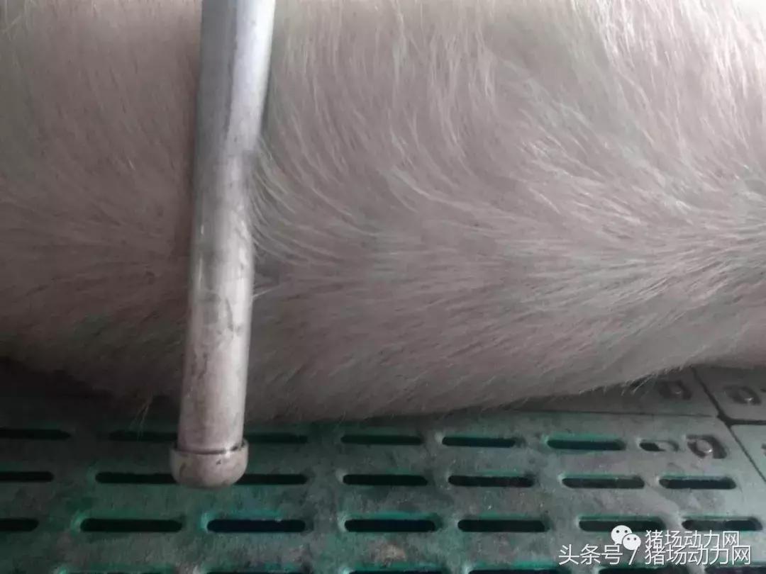 仔猪身上破溃结痂是什么病,母猪得了乳房炎怎么治疗