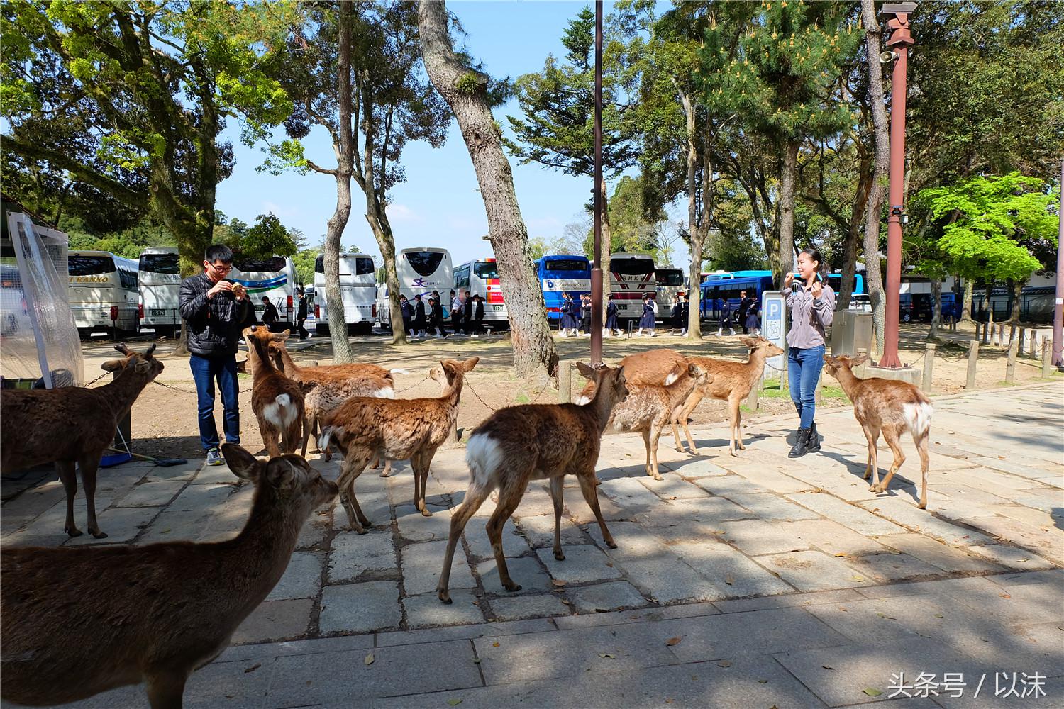 奈良公园喂小鹿视频,日本奈良公园喂小鹿
