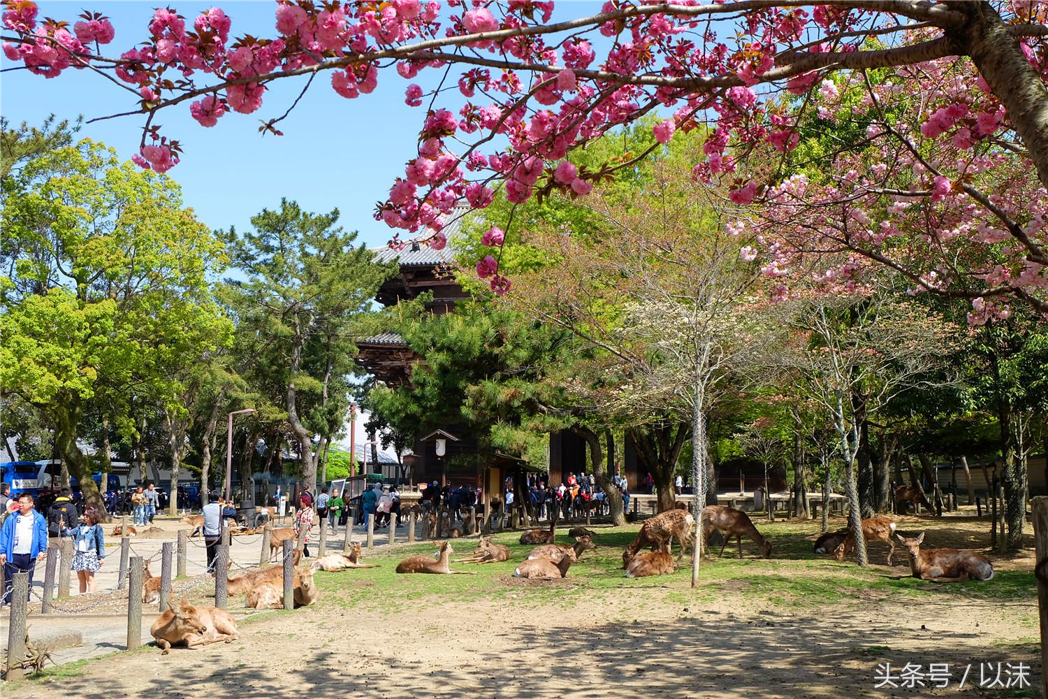 奈良公园喂小鹿视频,日本奈良公园喂小鹿