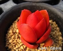 多肉火祭可以叶插吗,多肉火祭爆头怎么办