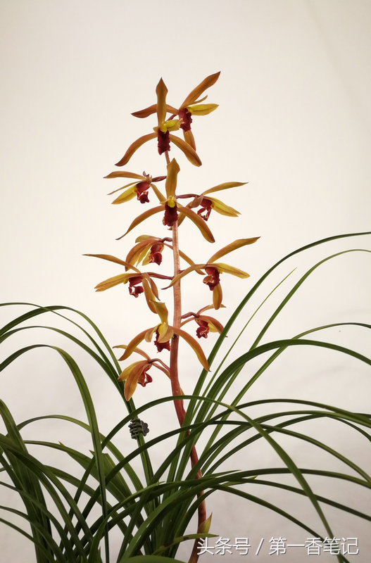 393：麻壳素不同于赤壳素以及兰花苞衣上麻的释义