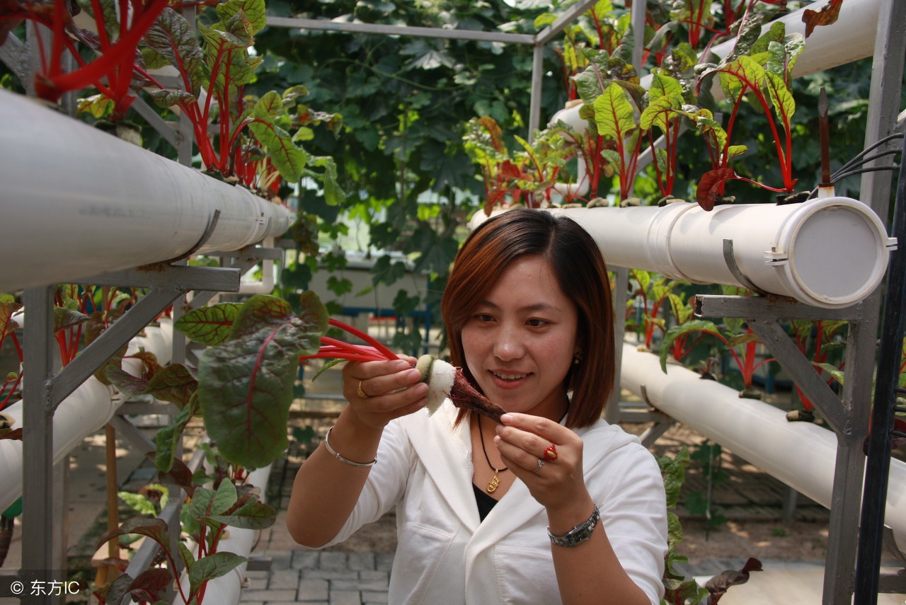 阳台种菜怎样种植才好活,用什么阳台种菜好养活一些