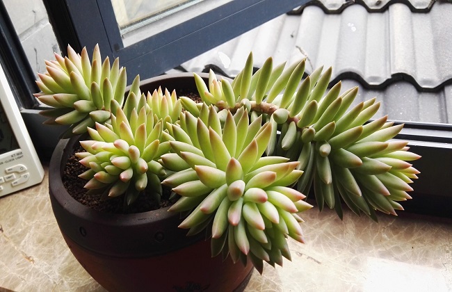 千佛手掉叶子及时脱土能救活吗,千佛手大量掉叶子怎么回事