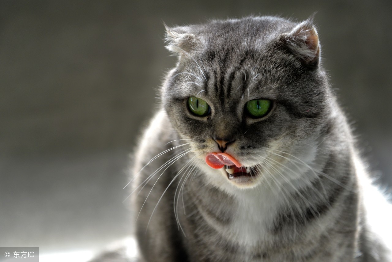 猫咪体内驱虫可以防止弓形虫么,猫咪吃体内驱虫药后有什么反应