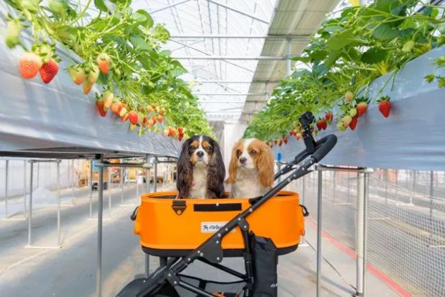 陈冠希吃的苹果,陈冠希吃的白草莓什么品种