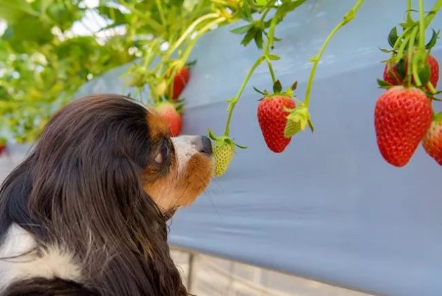 陈冠希吃的苹果,陈冠希吃的白草莓什么品种