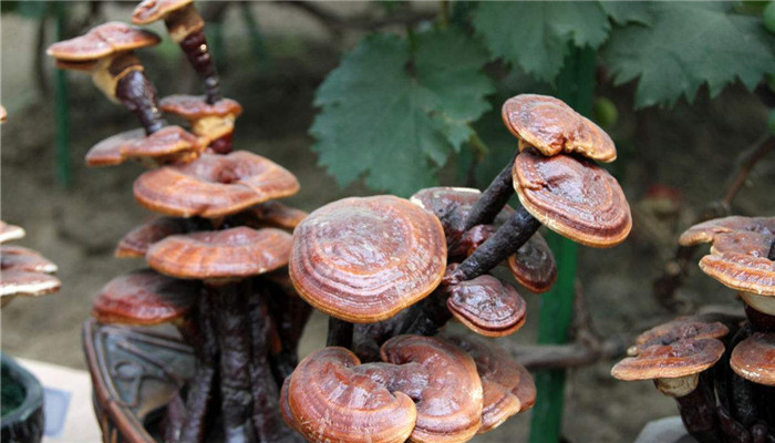 灵芝厂家批发市场价格表,灵芝产业的市场前景