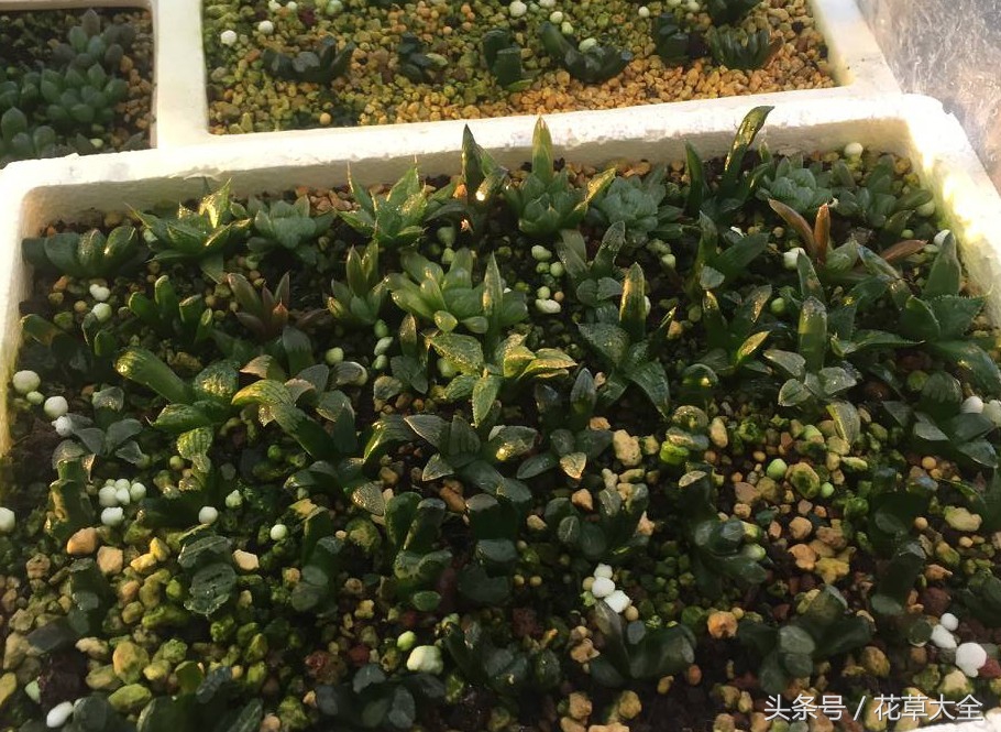 多肉叶插爆芽以后怎么处理,多肉叶插出芽后要怎么养