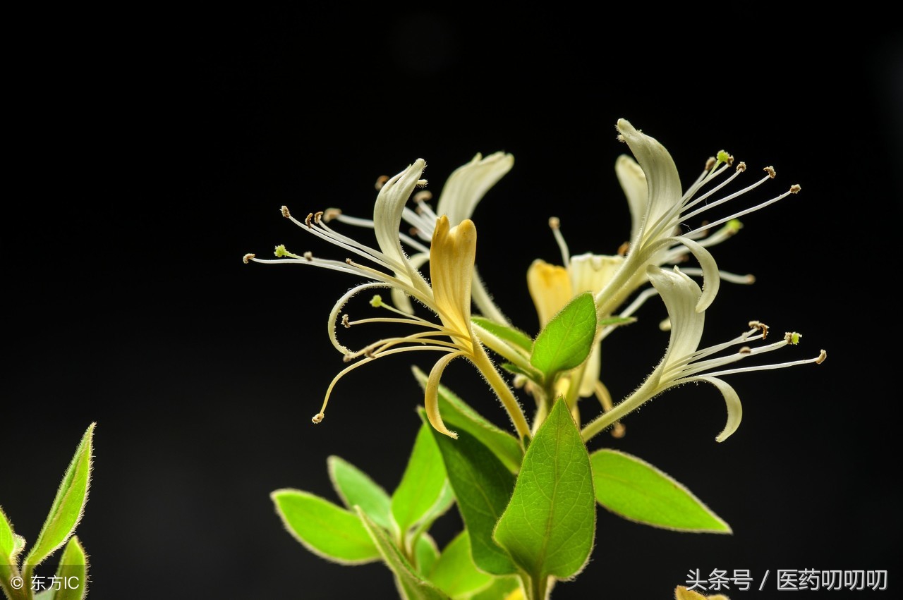 有口臭易上火的喝什么茶来缓解,降火除口臭吃什么茶好得快