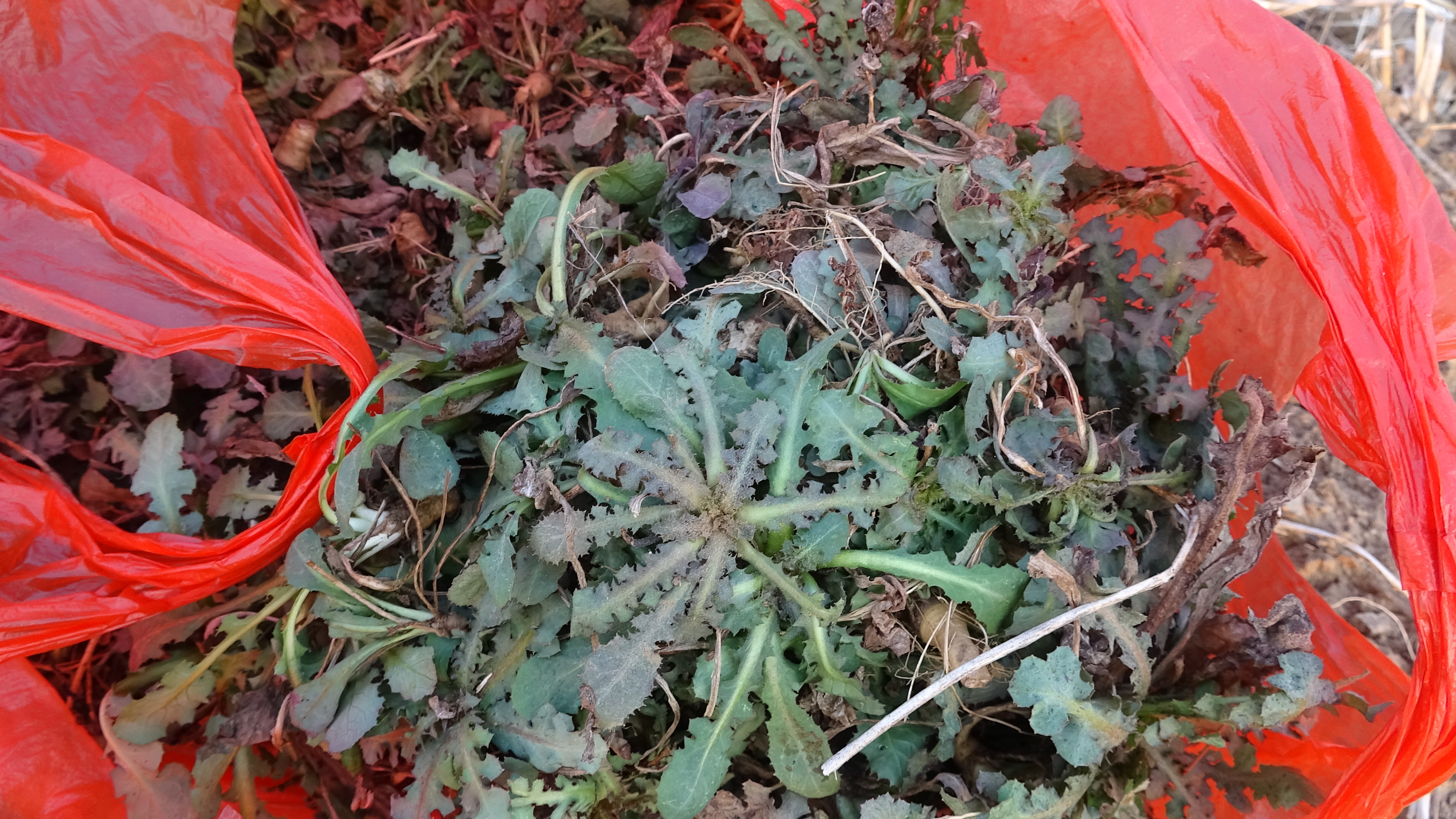 我的家在桃花山,我的家在桃花山全曲