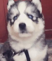 家里的萌宠,家里的萌宠长大后会变成什么样子