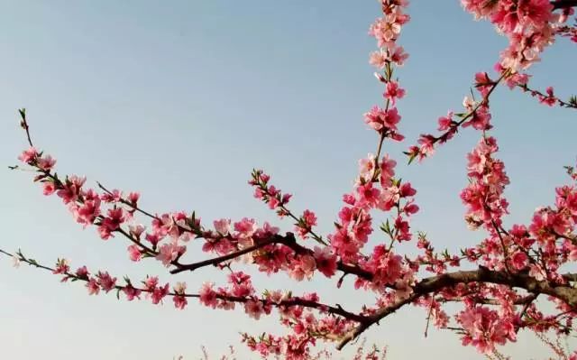 美爆了！下周起，全苏州人都将涌入这片花海...（内附白马涧中奖名单）