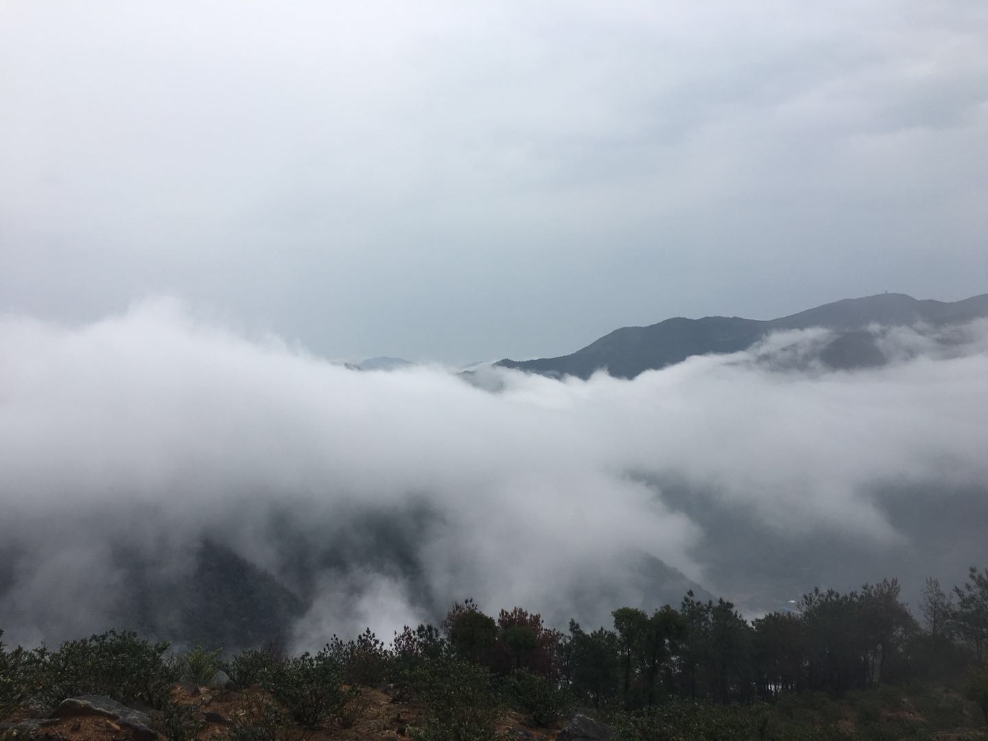 福建福鼎最美茶园,福鼎有什么美景