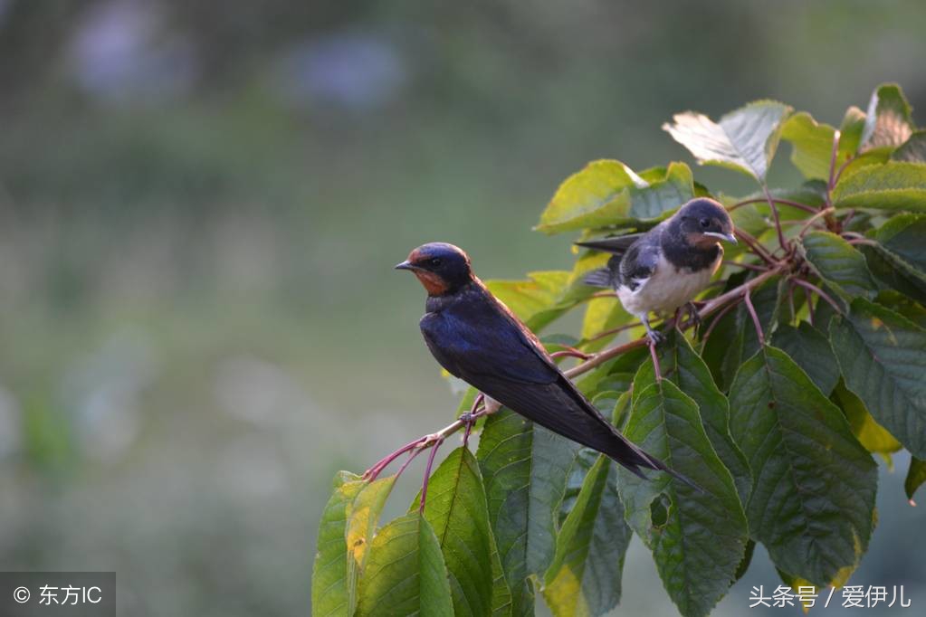 写春燕最美的诗词名句,描写春天燕子的诗句古诗词