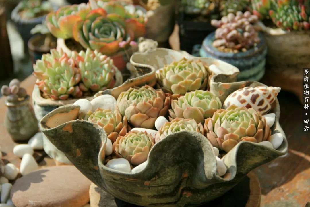 养多肉的精致生活,养多肉的乐趣在于没事瞎折腾
