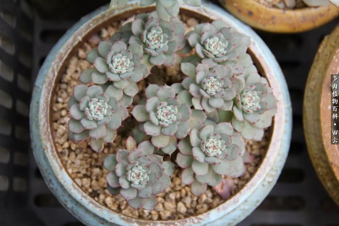 养多肉的精致生活,养多肉的乐趣在于没事瞎折腾