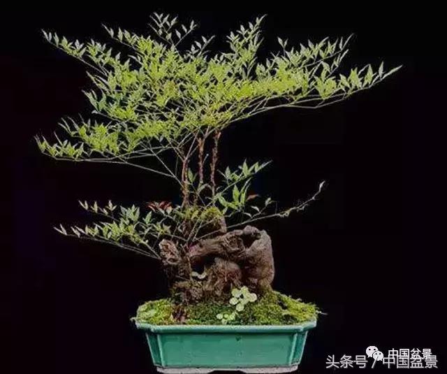 南天竹盆景鉴赏,南天竹盆景能放室内吗