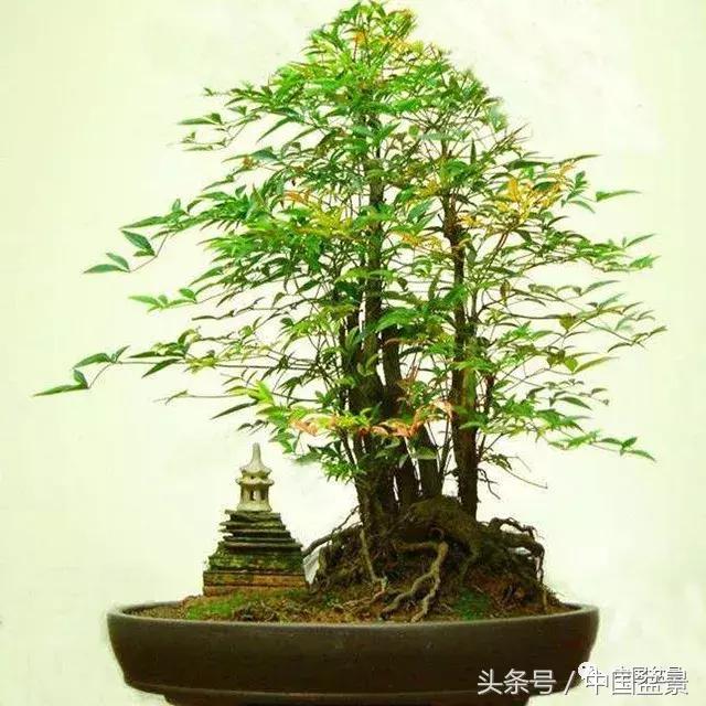 南天竹盆景鉴赏,南天竹盆景能放室内吗