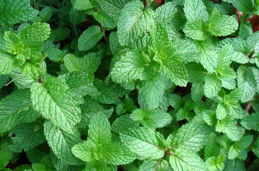 薄荷怎么养需要修剪吗,薄荷的养殖方法和注意事项有哪些