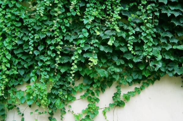 爬山虎种植多少钱一株,护坡爬山虎植物价格