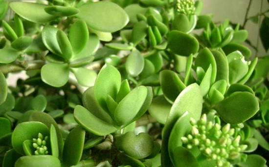 玻璃翠花叶子总是蔫怎么回事,玻璃翠花叶子发白怎么治