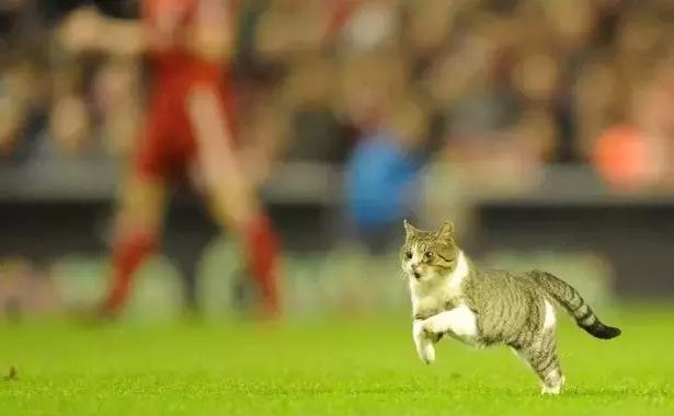 荣膺全场最佳?胖橘带你盘点那些闯入球场的猫猫狗狗