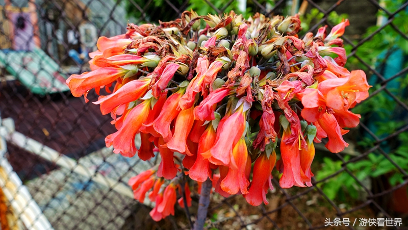 一岛三桥：宁静迷人的香港马湾岛眺望汀九青马汲水门大桥